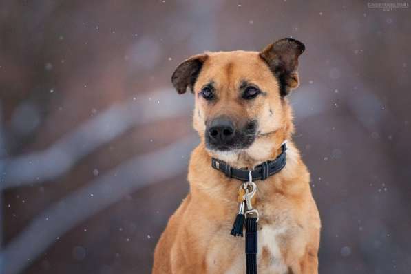Солнечный Рыжик, пес спасенный с пром. зоны, ищет дом! в Москве