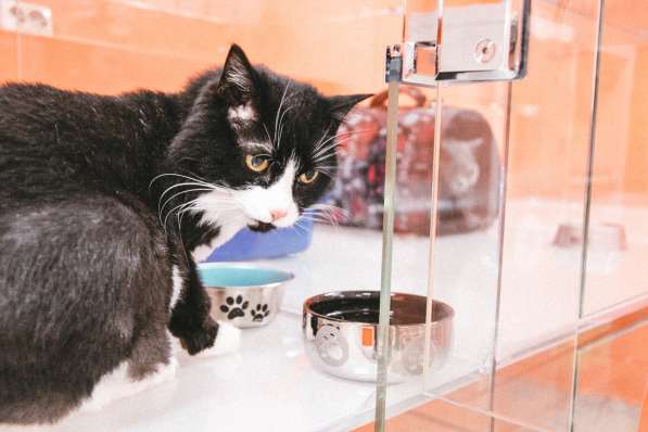 Зоогостиница BookingCat Люберцы/Жулебино в Люберцы фото 31