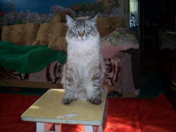 Невский маскарадный кот в Севастополе фото 6