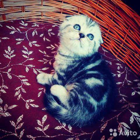 Котята вислоухие и прямоухие в Костроме фото 10