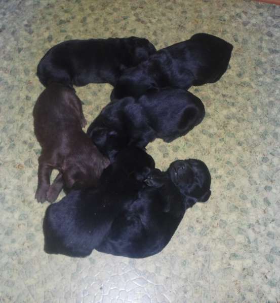 Милашки лабрадорчики в Нижнем Новгороде фото 10