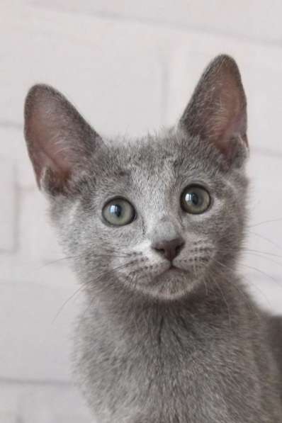 Котята Русская голубая в Тюмени фото 22