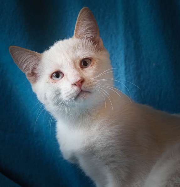 Ищем добрые руки для маленьких котят в Москве фото 6