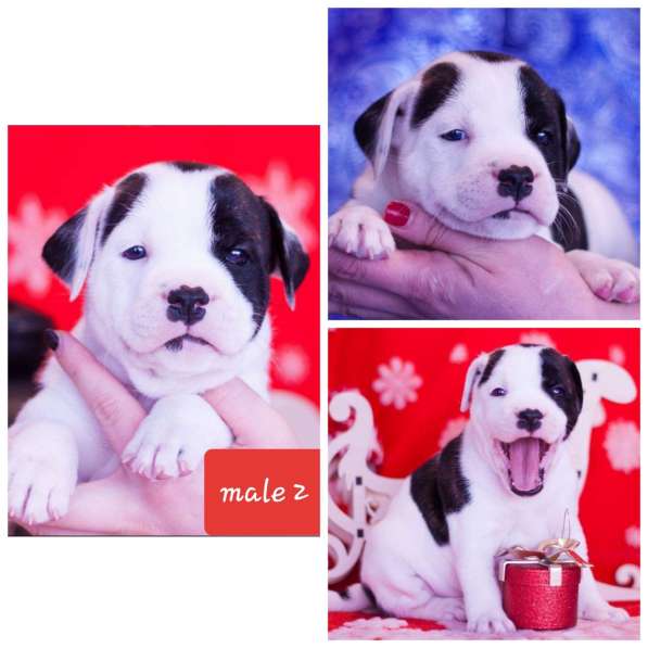 Стаффордширский бультерьер в фото 5