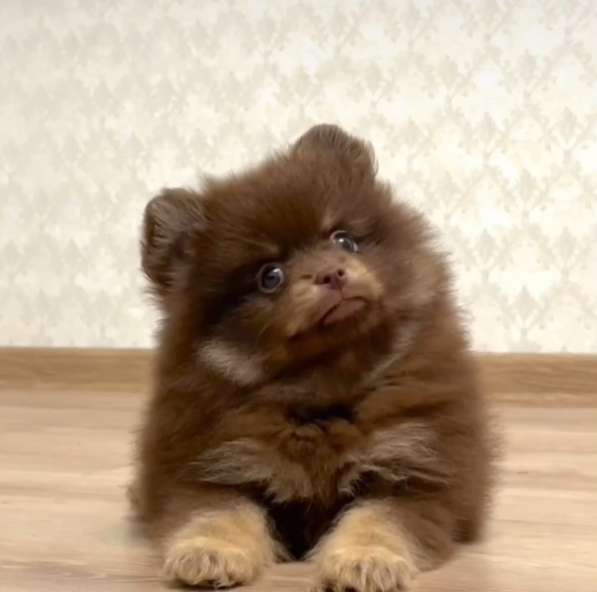 Pomeranian spitz. Choco tan в фото 3