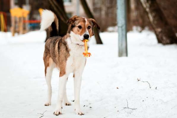 Джим - добропорядочный пёс ищет семью/ в Санкт-Петербурге фото 8
