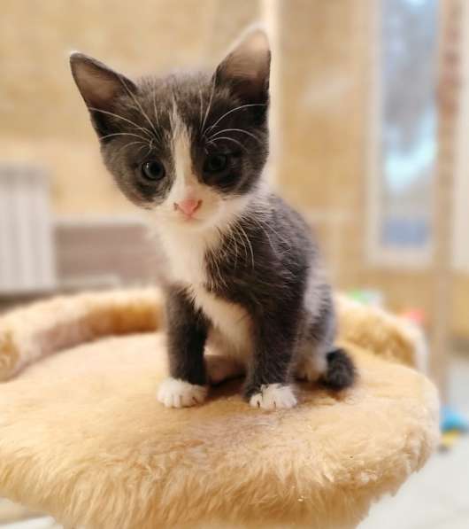 Шикарные 4 мес котята в добрые руки в Москве фото 24