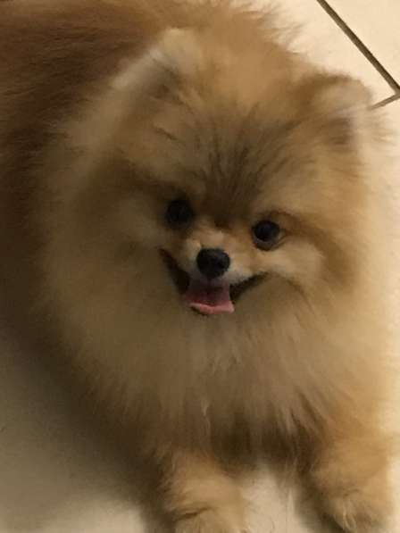 Щенки померанского шпица от Ирлайн-дог в фото 9