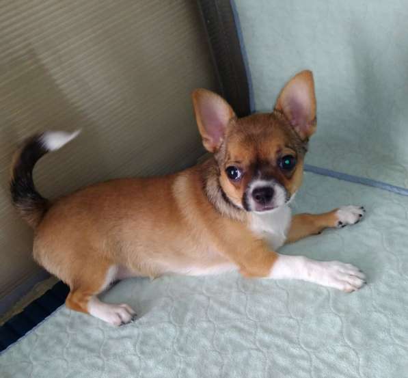 Милые щенки Чихуахуа 2 месяца