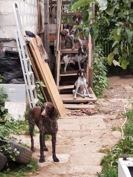 Чистокровный Курцхаар в Москве