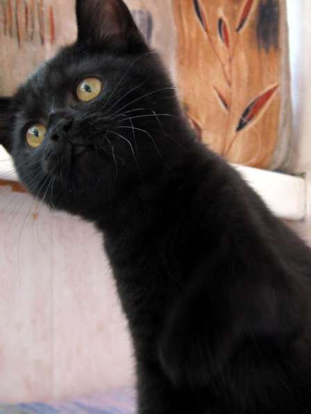 Британский черный котик