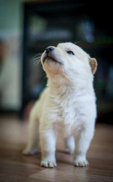 Брюс - белый маленький щенок везунчик в добрые руки в Москве