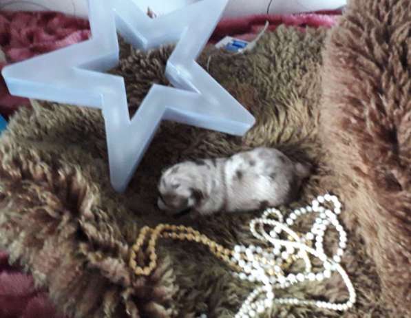 Chihuahua ❤❤❤ Один малыш ещё свободный в фото 5