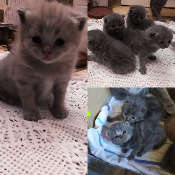 ШОТЛАНДСКИЕ КОТЯТА в 