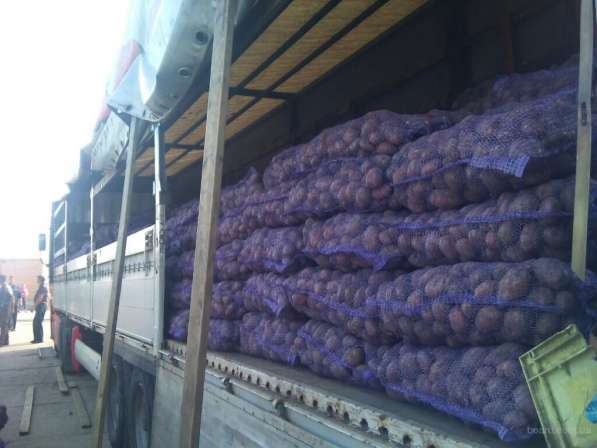 Продам картофель в Томске фото 3