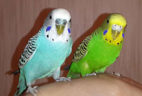 Волнистые попугаи в Красноперекопске