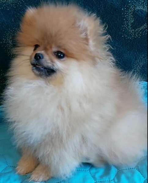 Померанский шпиц. Мини в фото 6
