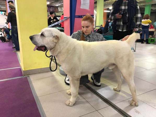 Вязка кобeль СAО Алабай в Балашихе