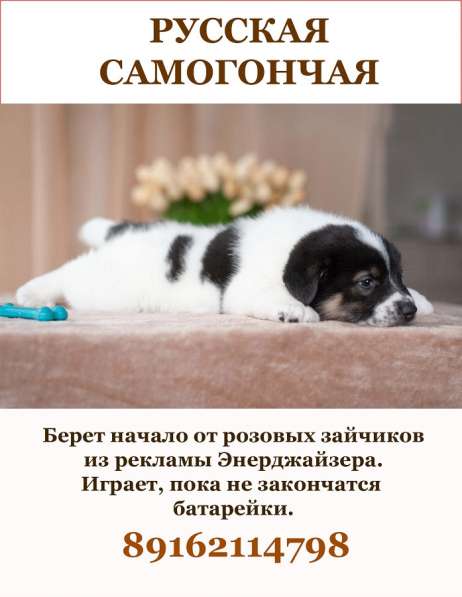 Красавцы щенки мальчики в добрые руки! в Москве фото 13