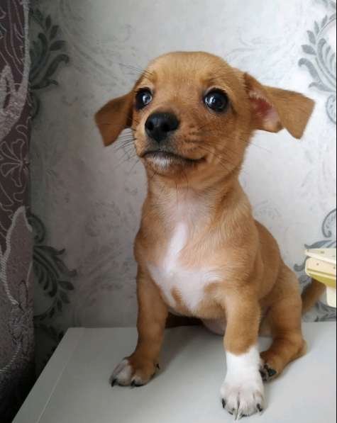 Щенки чихуахуа в Тольятти фото 13