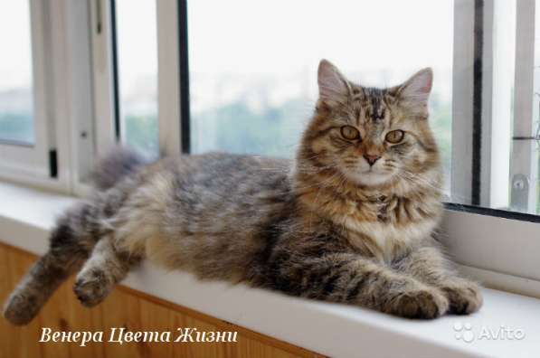 Сибирские котята различных окрасов в Москве фото 3