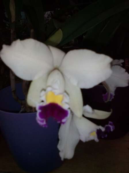 В наличии орхидеи цветущие и не цветущие в фото 15