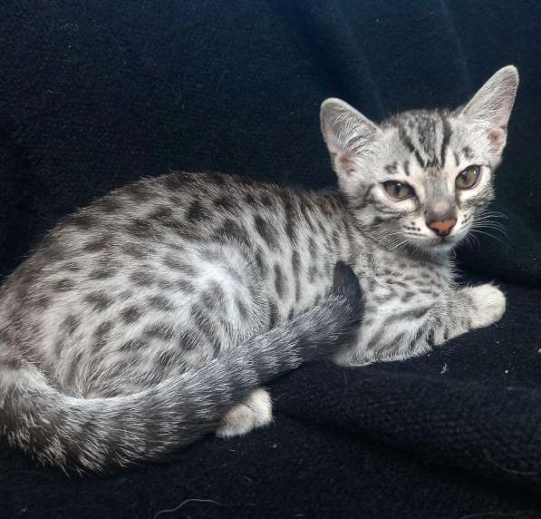 Bengal kitten f2 from Asian leopard cat в 