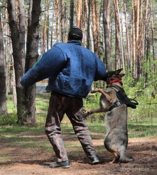 Профессиональная дрессировка собак в Москве фото 4