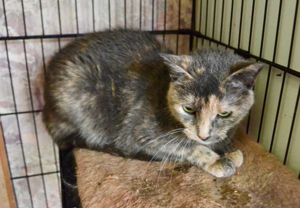 Скромная кошечка Дуня ищет дом! в Москве фото 7