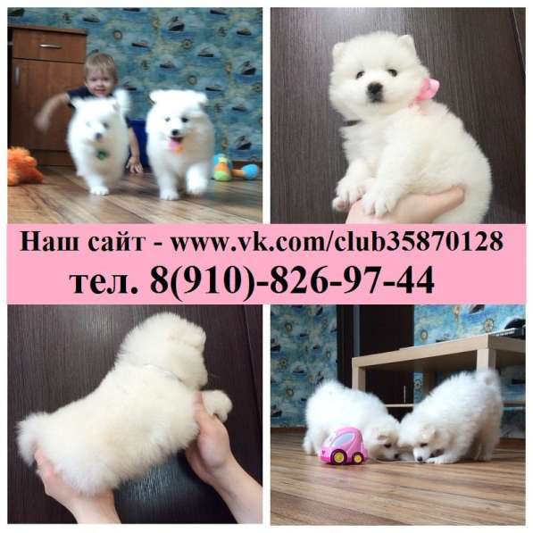 Самоедской лайки щенки