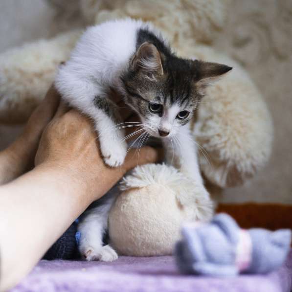 Двухмесячный котенок-тарахтелочка в Санкт-Петербурге фото 6
