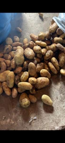 Картофель/картошка опт в Анапе