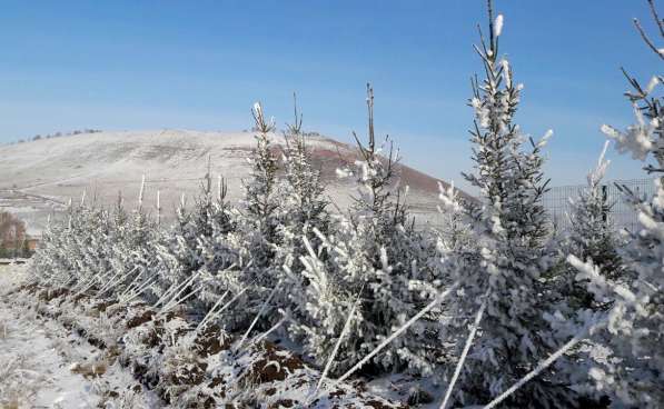 Ель обыкновенная- саженцы и крупномерные деревья в Красноярске фото 3