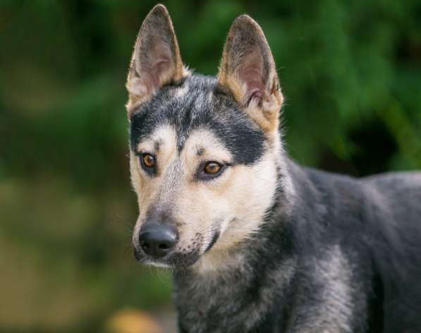 Овчарка Джефф в добрые руки в Москве фото 12
