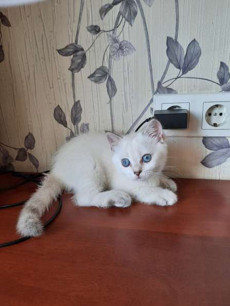 Шотландские котята в Краснодаре фото 13