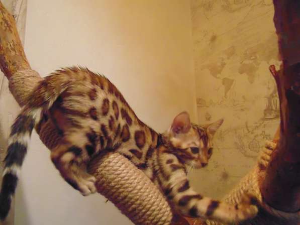 Продам бенгальских котят в Новосибирске фото 11