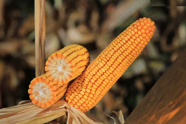 Гибриды кукурузы Ладожские в Краснодаре