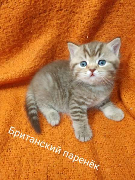 Британские котята в Таганроге фото 5