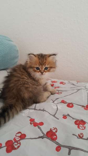 Продаются котята Берлин в фото 11