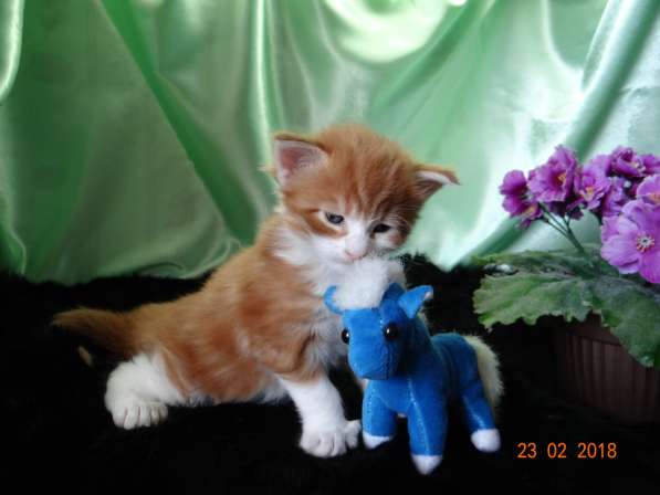 Котята породы Мейн-кун в Ярославле фото 14