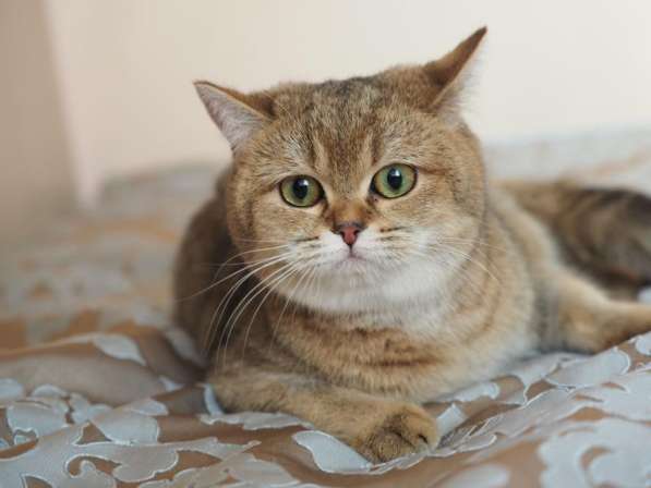 Британская кошка. Девочка
