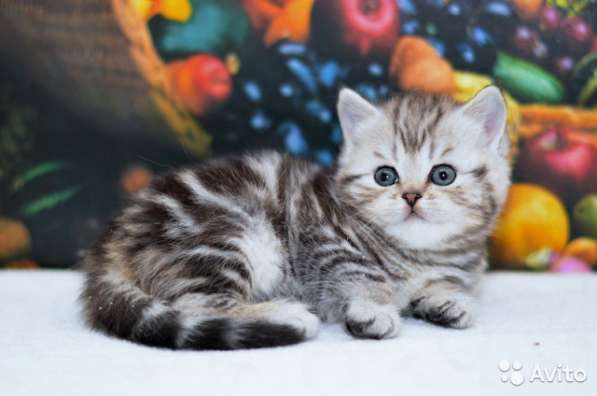 Коты на вязку и котята шотландские в Костроме фото 9