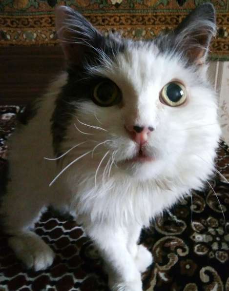 Ищу котенок породы сибирской в дар в Москве