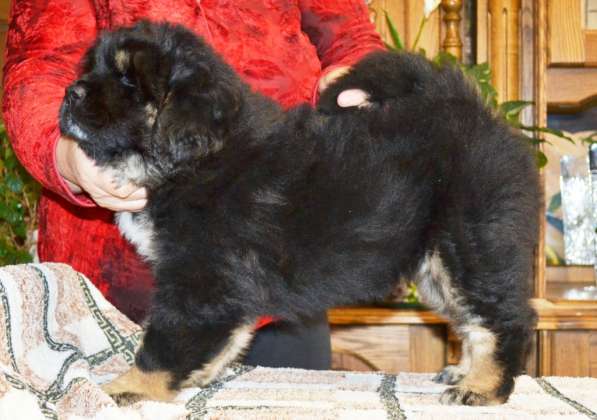 Тибетский мастиф - лучший страж на территории в Москве фото 37