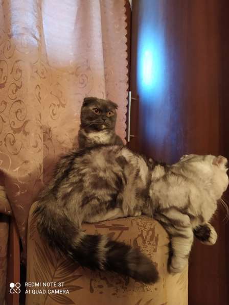 Кот на вязку шотландский вислоухий в Новосибирске фото 3