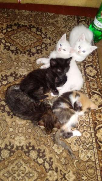 Котёнок - лапочка в Тольятти фото 12