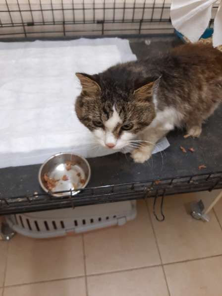 Одинокий котик роскошной внешности ищет дом в Санкт-Петербурге фото 20