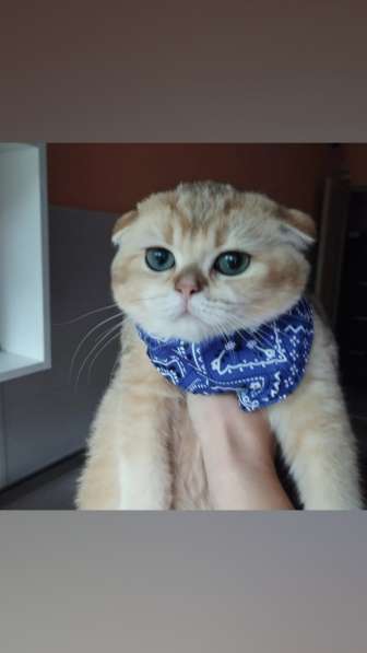 Шотландские котята в заботливые руки в Москве фото 5