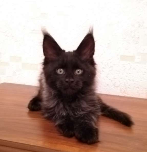 Шикарный черный котенок мейн-кун, 2,5 мес от Евро Чемпионов в Москве фото 4