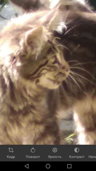 Мейн-кун в Москве фото 3